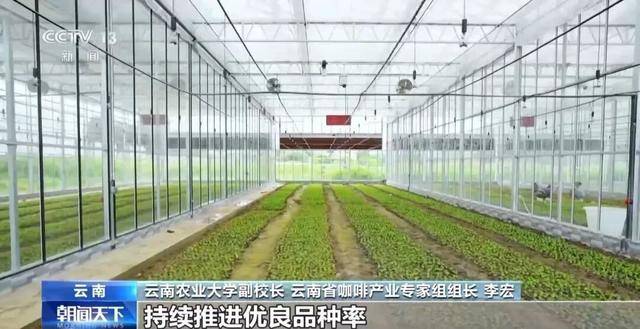 啡何以从“红果”走向“红火”？CQ9电子网站央视关注！云南咖(图1)